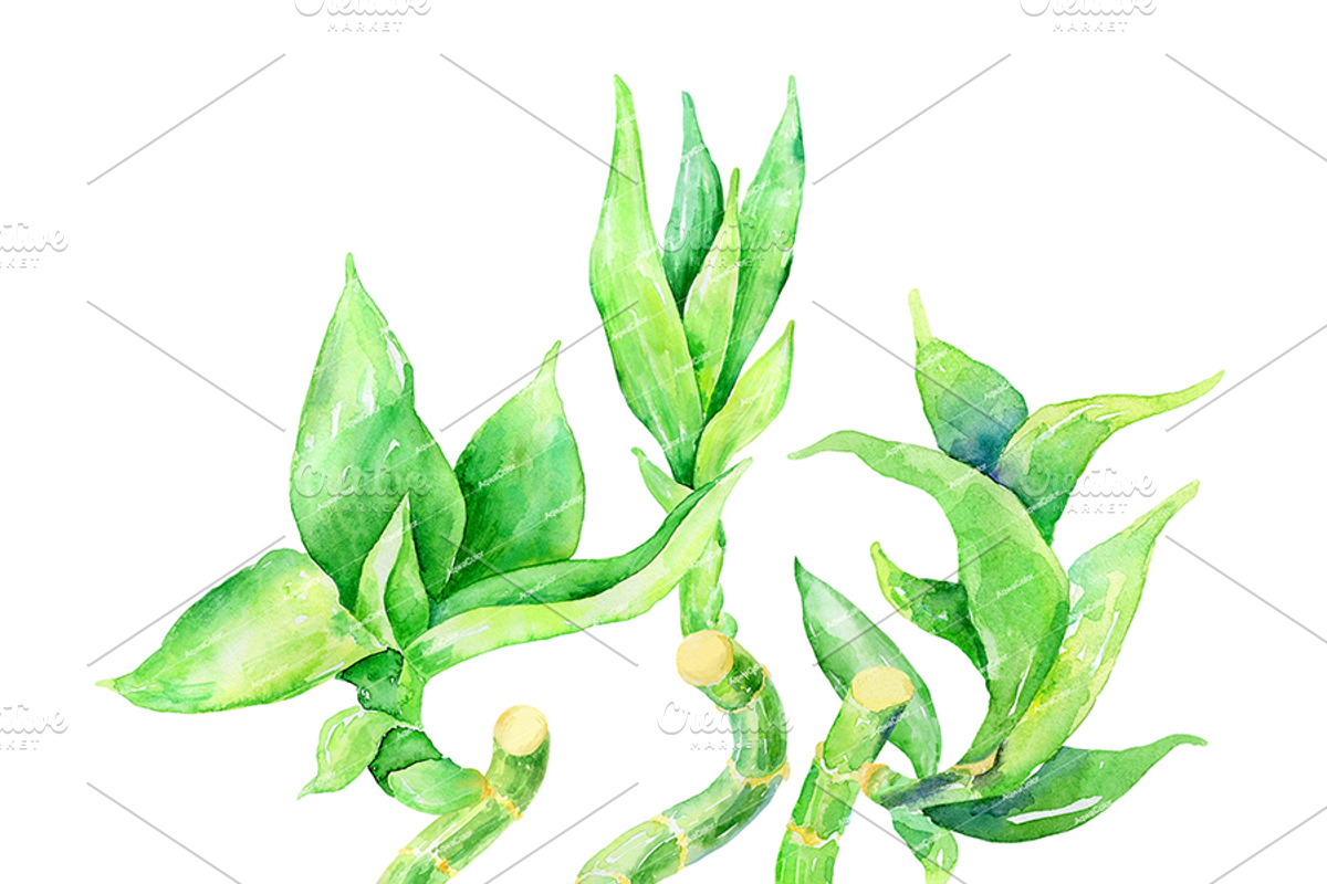 Lucky Bamboo - watercolor clipart, an Illustration by AqwaColor (Photo 4 of 4)