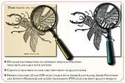 Vintage insects and butterflies, an Animal Illustration by Mr Vintage (Thumbnail 2 of 5)