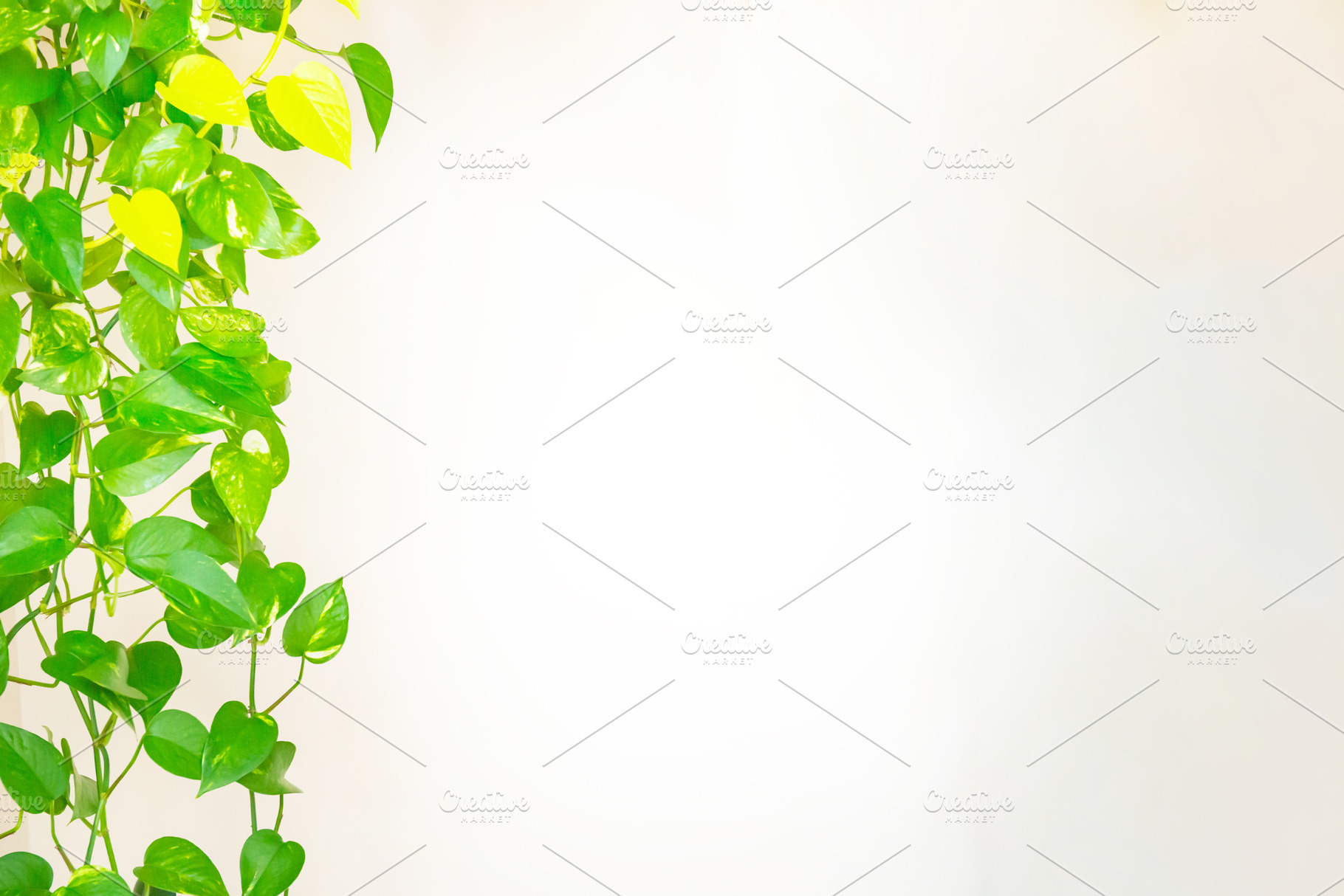 Green plants and leaves frame, a Nature Photo by Vapi