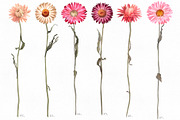 Big romantic dried flower set, a Texture Illustration by marie dricot (Thumbnail 13 of 18)