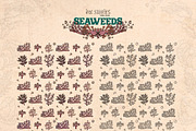 Seaweeds, an Object Illustration by Ink Stories (Thumbnail 20 of 24)