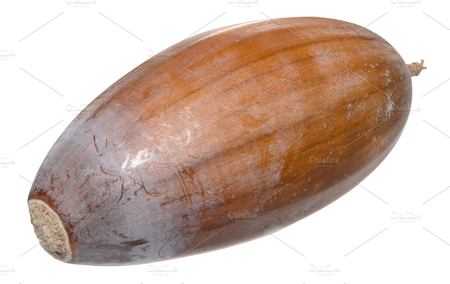 A large, ripe acorn without a cup. The surface is brown and smoo, a Nature Photo by ndanko