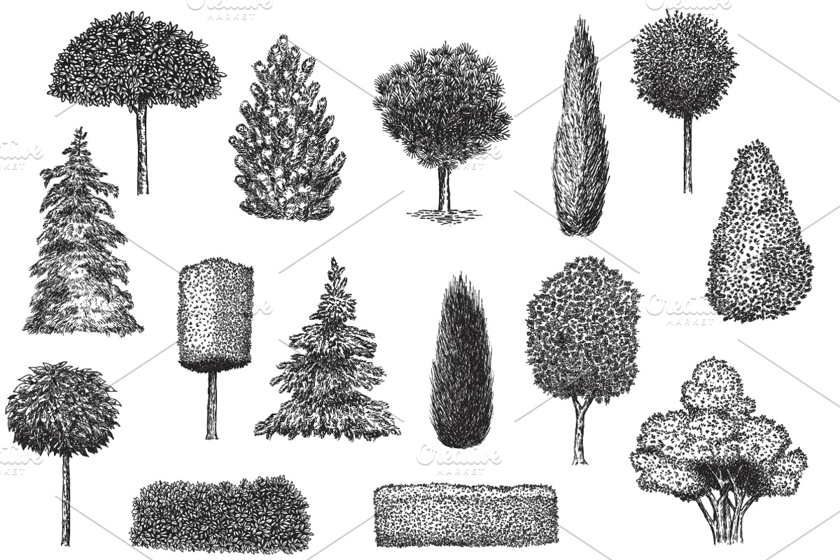 Hand drawn plants, an Object Illustration by CGterminal (Photo 3 of 7)
