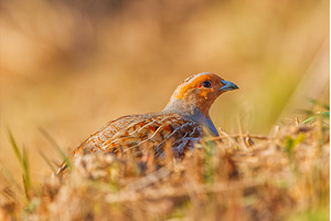 A freckle partridge - Perdix perdix, an Animal Photo by Lukas Jonaitis SHOP