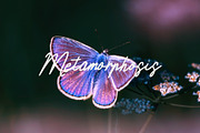 Rossa Maria, a Script Font by Kawalan Studio (Thumbnail 3 of 7)