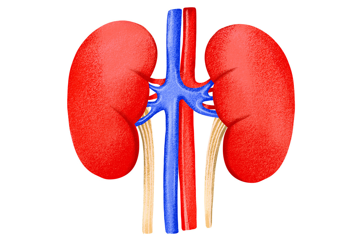 Human Internal Organs Clipart, a Healthcare Illustration by the_myro (Photo 9 of 11)