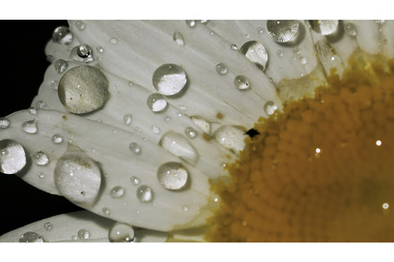 A close-up shot of a daisy in macro, a Nature Photo by Media Whale Stock