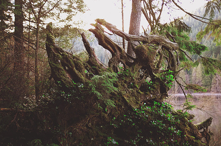 Beautiful Stump preview 6