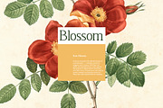 Freglia Bloom Elegant Serif Font, a Serif Font by Vadovastd (Thumbnail 3 of 7)