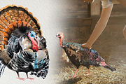 Turkey Life Cycle Clip Arts & Poster, an Illustration by Tati Bordiu (Thumbnail 3 of 4)