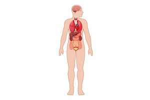 Human anatomy diagram, a Healthcare Illustration by Yayasya