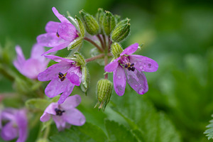 Beautiful purple wildflower blooms among green foliage, a Nature Photo by OSORIOartist