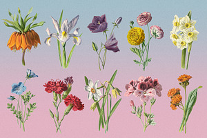 Atlas Of Flowers - Botanical Art Set