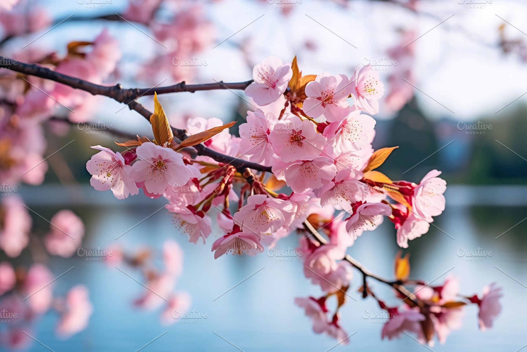 Beautiful blossom branch in the park, a Nature Photo by AlyaAnd