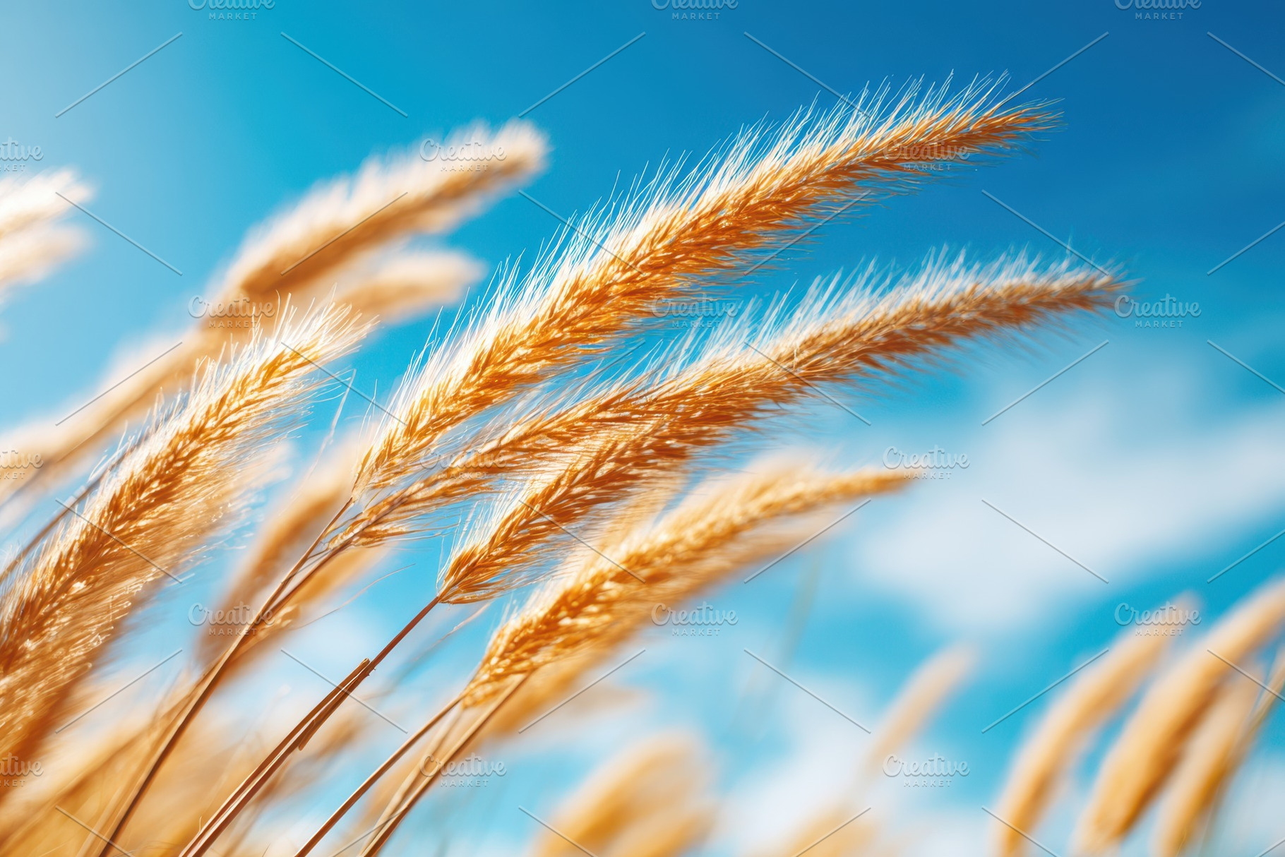 Golden wheat heads in sunlight, a Nature Photo by AlyaAnd