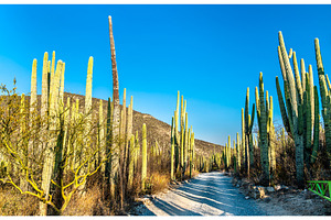 Tehuacancuicatlan biosphere reserve stock photo containing mexico and cactus, a Nature Photo by Leonid Andronov