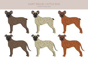 Saint Miguel Cattle Dog Clipart