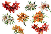 Watercolor flowers set - Lilies, a Texture Illustration by My art shop (Thumbnail 4 of 4)
