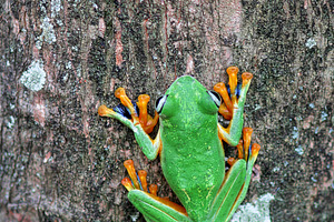 Flying frogs flying frogs on twigs featuring wallaces flying frog, frogs, and