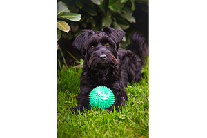 A small black york dog is lying in, an Animal Photo by MadPhotos