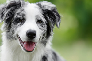 Happy blue merle Border Collie dog, an Animal Photo by MistyDay
