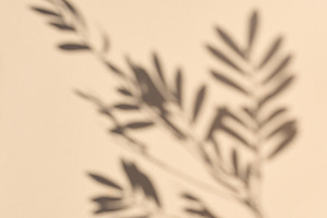 Gray blurred shadow of a branch on a beige background, an Abstract Photo by ndanko