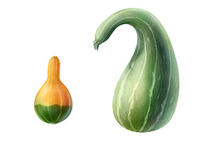 Hand-drawn Gourds Isolated On White