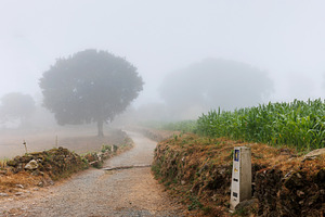 Misty Morning on Camino Primitivo Trail, Lugo, Spain