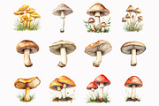 Forest Mushrooms Clipart, an Illustration by Design Market (Thumbnail 2 of 5)