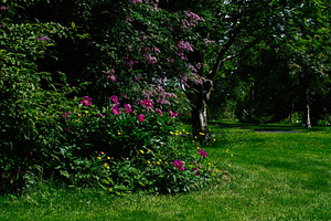 Picturesque garden in Reykjavik, Iceland with vibrant flowers and lush greenery, a Photo by AS photostudio