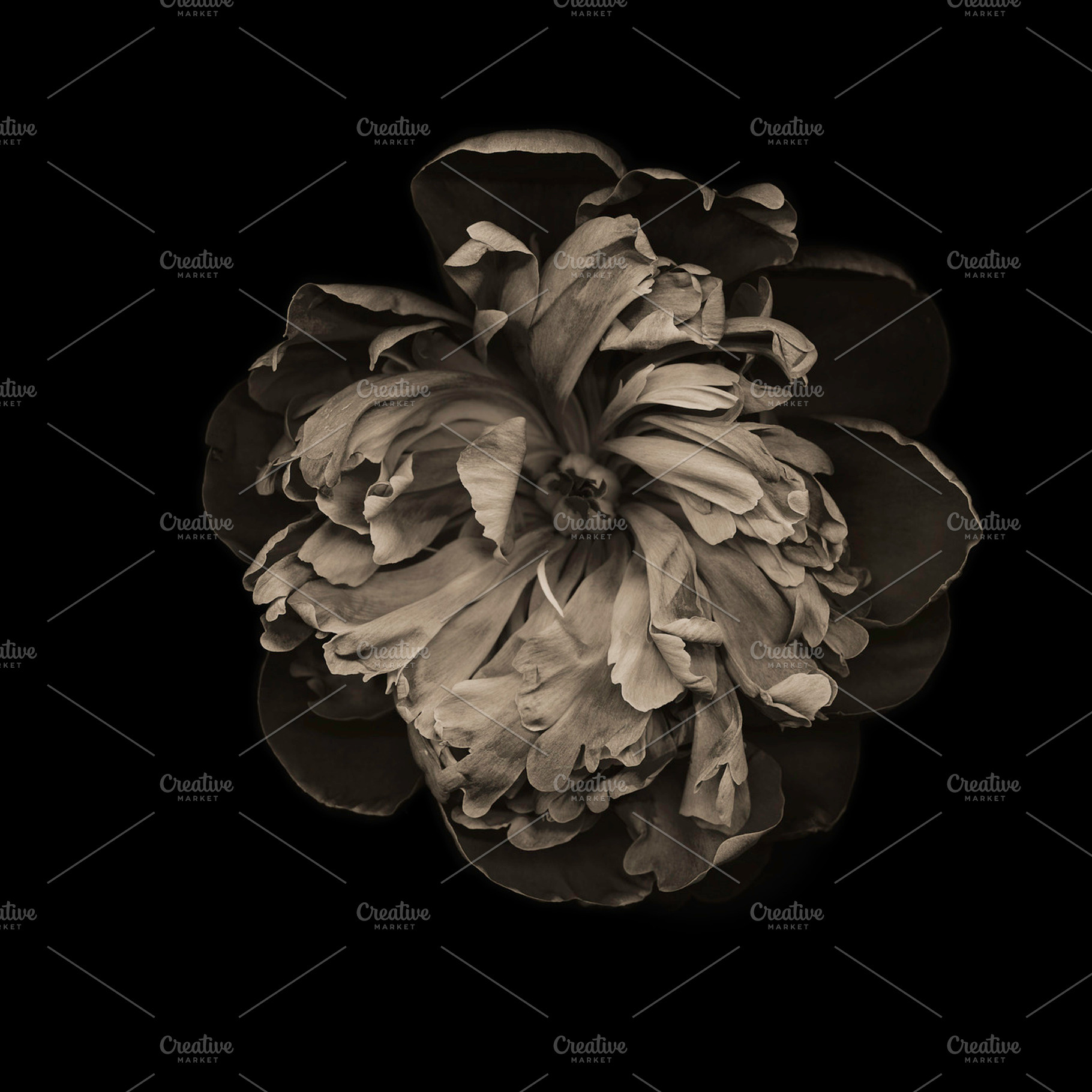Peony Stock Photograph