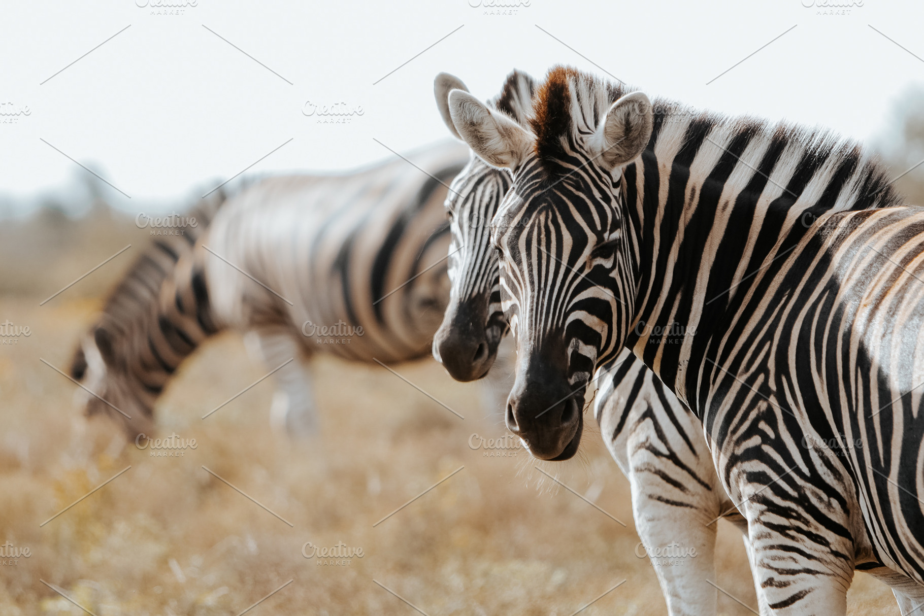 African zebra, an Animal Photo by Kzara Visual Concepts