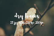 Dry leaves, a Templates & Theme by ApertureVintage (Thumbnail 3 of 16)