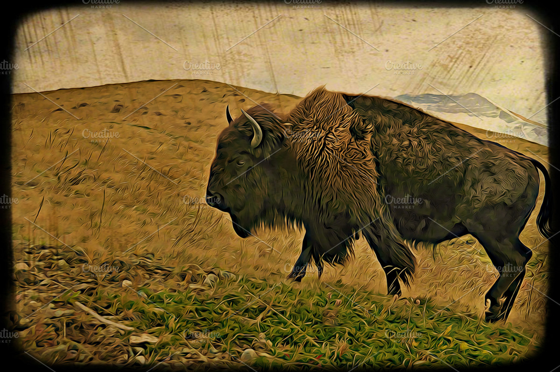 Female Buffalo ART, an Animal Photo by Carolyn Sandstrom Art