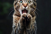 236 surprised animals, an Animal Photo by Handmadefont (Thumbnail 25 of 241)