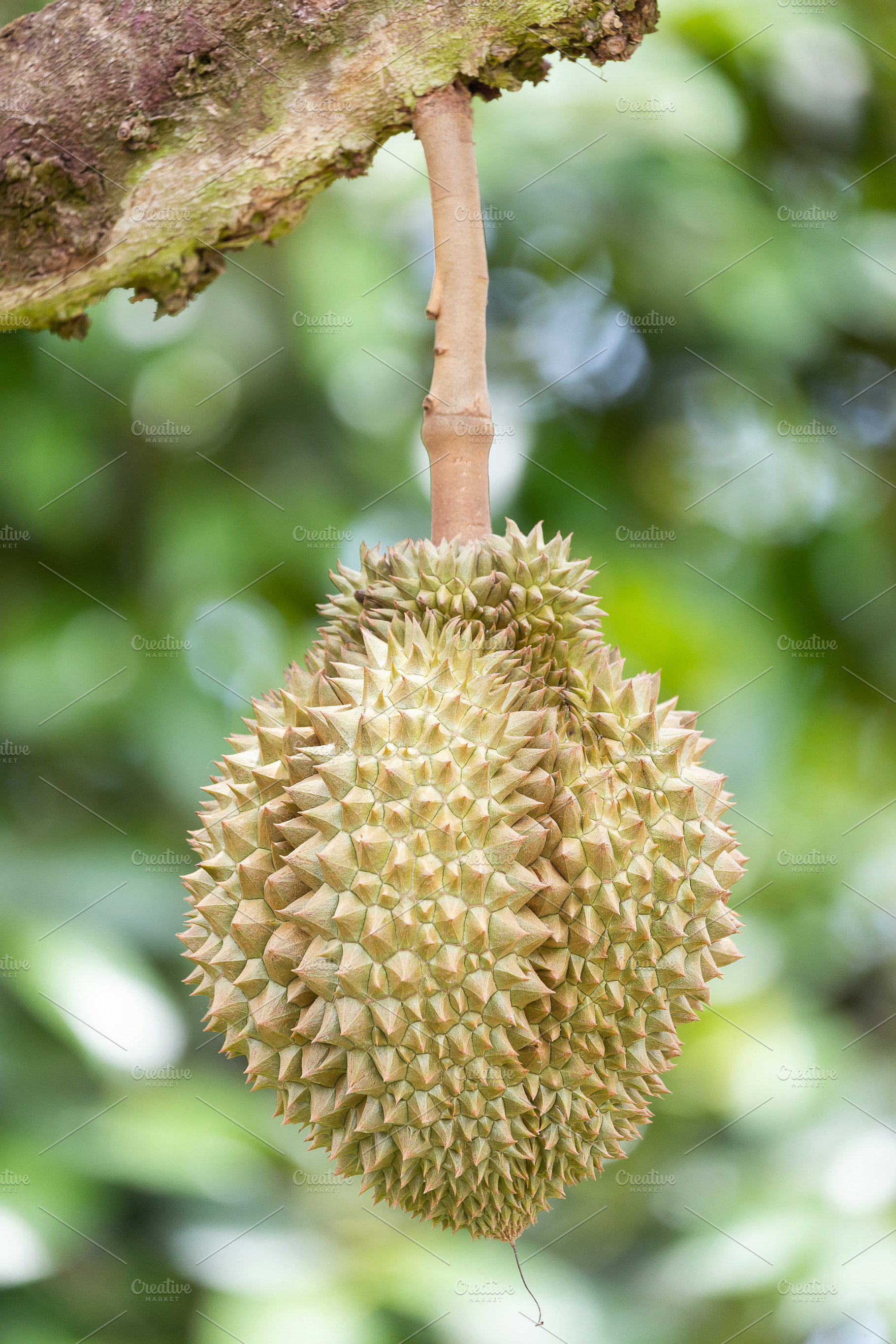 Monthong Durian fruit on tree, a Food & Drink Photo by Smith Chetanachan
