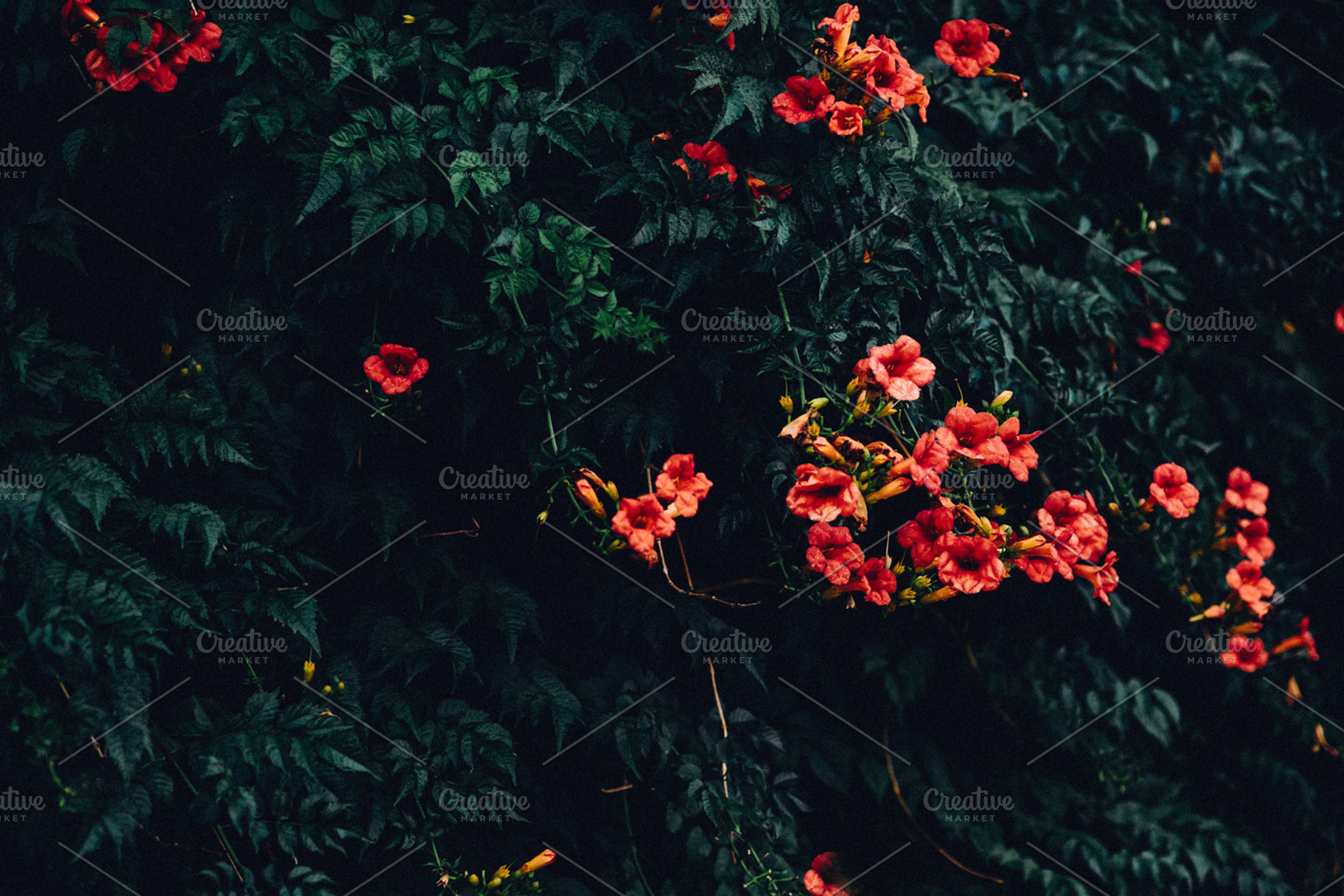 Red flowers stock photo containing red and flowers, a Nature Photo by Stephanie Mikuls