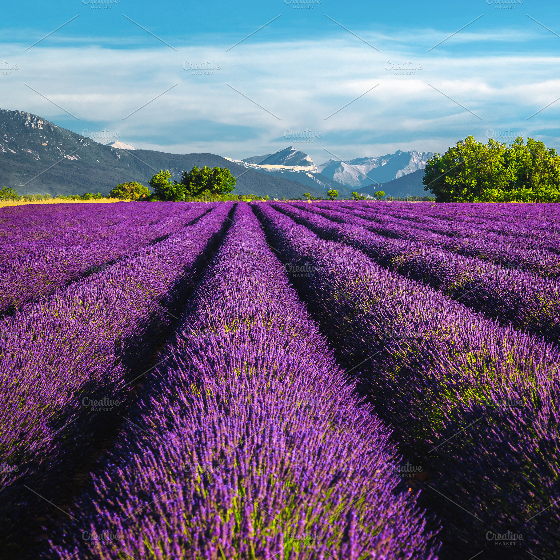 Summer landscape with lavenders, a Nature Photo by Alpine Dreams