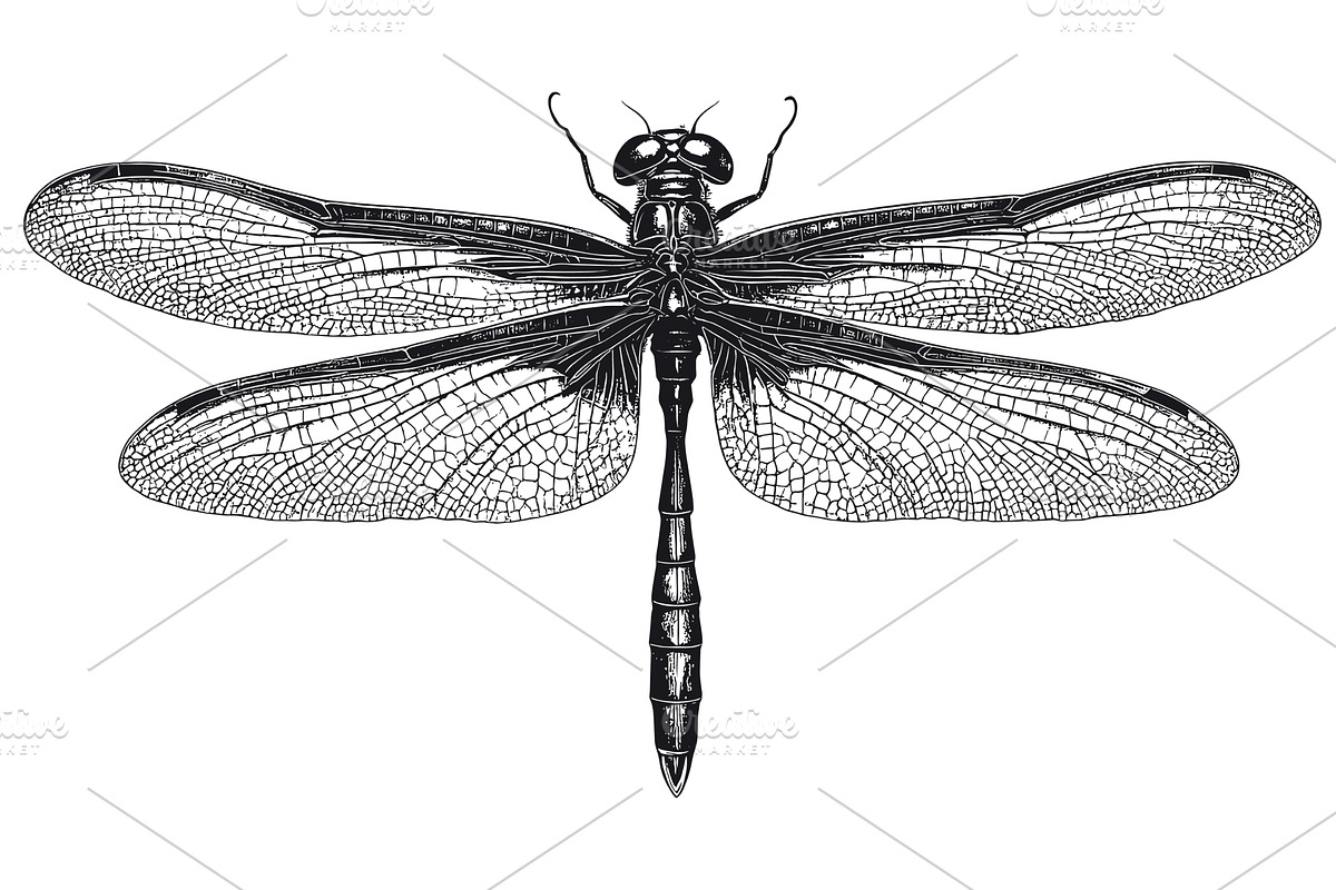 Dragonfly Detailed Vintage Engraving, an Animal Illustration by LadadikArt