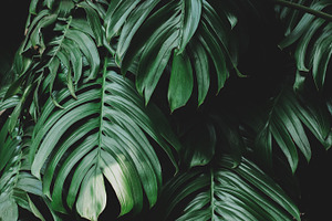 Moody Dark Monstera Leaves Photo