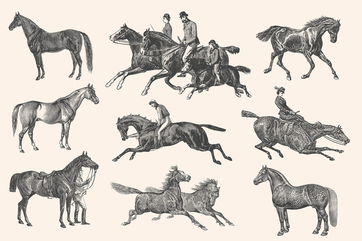 Horses - Vintage Illustration Set, an Illustration by Graphic Goods (Photo 6 of 12)