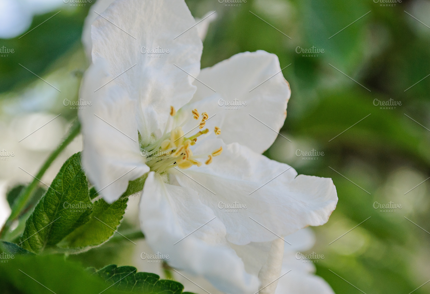 Close-up of a white apple blossom on a spring day, a Nature Photo by ndanko
