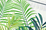 Tropic | Tropical Green Photo Bundle, a Nature Photo by MDSN Design (Thumbnail 7 of 16)