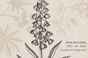 Poisonous Plant Vector Illustrations, an Object Graphic by Yevheniia (Thumbnail 6 of 11)