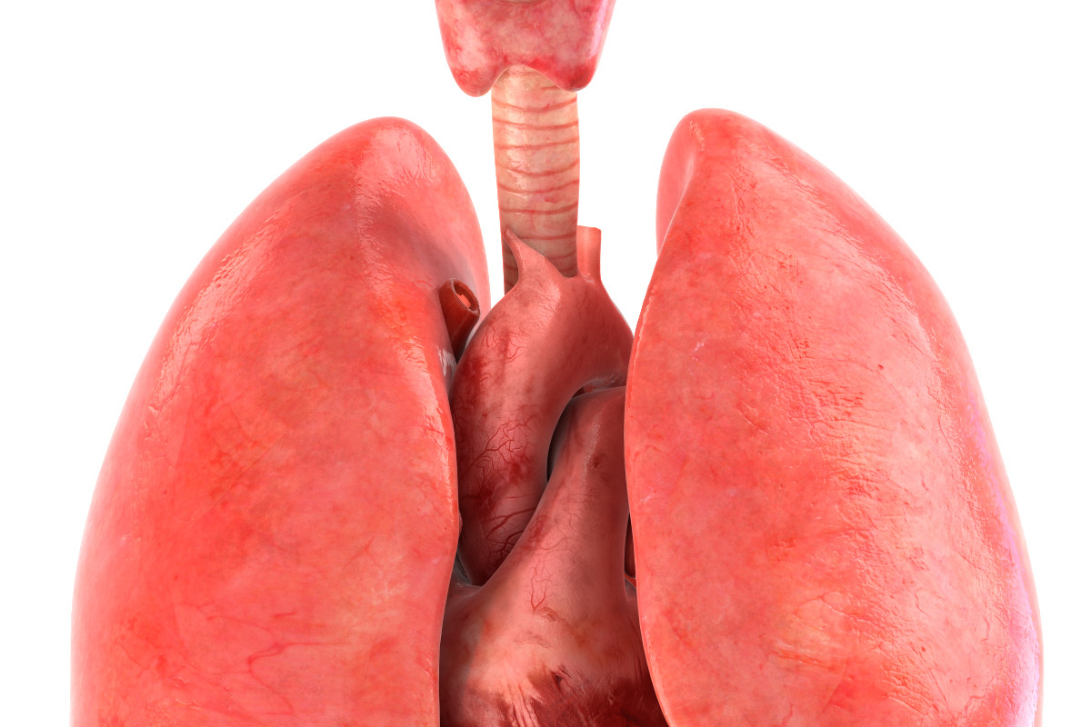 Human internal organs, a Characters & Person 3D Model by konstantin.ermolaev (Photo 10 of 46)