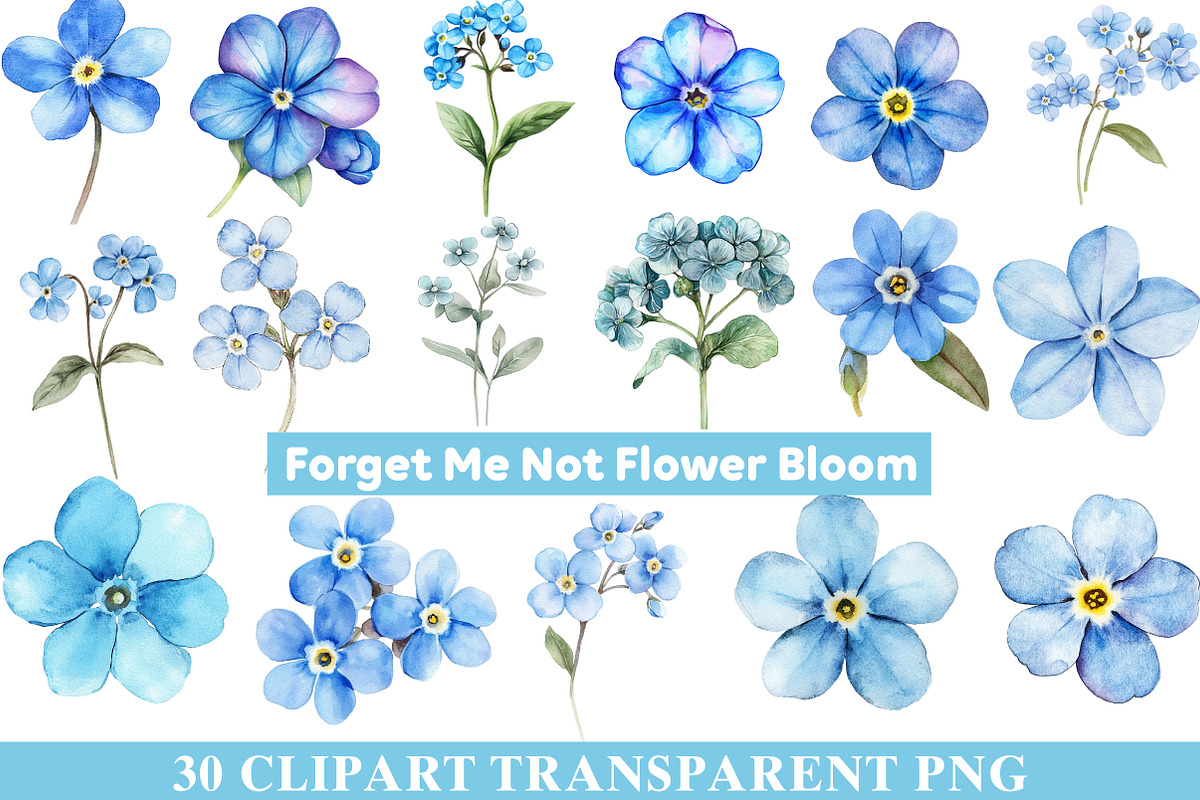 Forget Me Not Flower Bloom Clipart, an Illustration by cherrydesign (Photo 1 of 4)