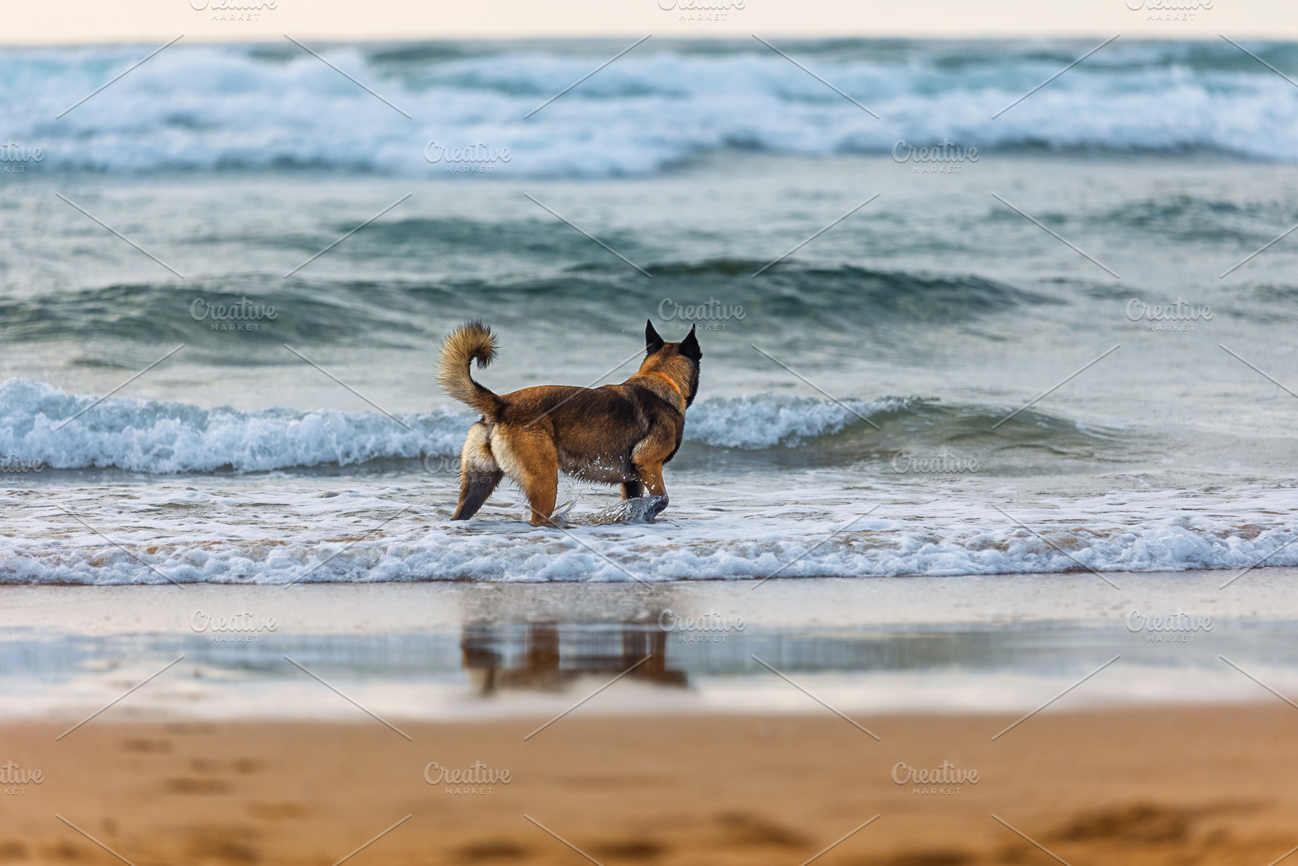 Belgian Malinois walking on the beac, an Animal Photo by Perpis