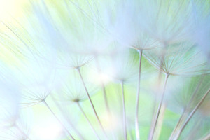 Dandelion 9 containing nature, wild dandelion, and tarassacum