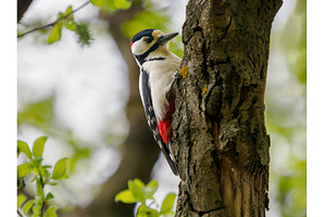 The great spotted woodpecker or, an Animal Photo by Fascinadora