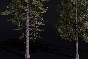 The European Pine Tree